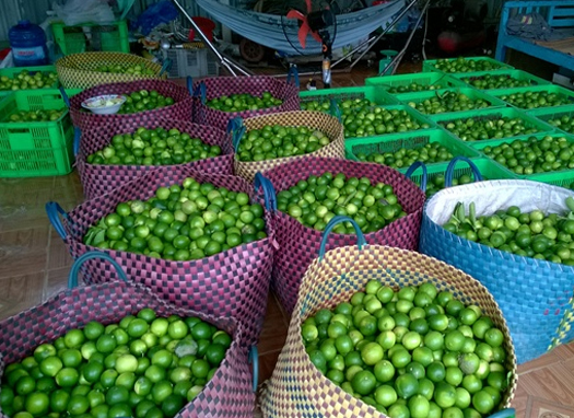 Ăn nên làm ra nhờ chanh không hạt

