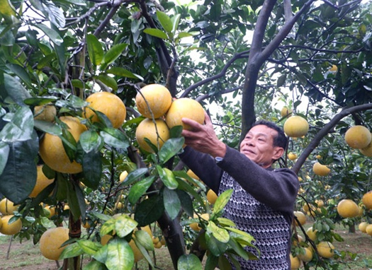 Nuôi giun để làm đất cho cây bưởi
