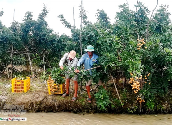 An Giang trồng nhãn xuất khẩu, khôi phục các giống nhãn quý
