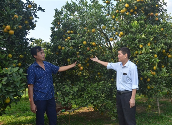 Mùa cam ngọt
