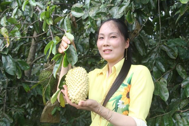 Lạ mắt trái mãng cầu vàng trưng Tết
