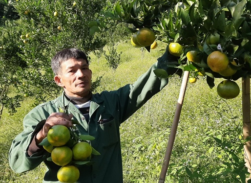 Một nông dân nhân thành công giống quýt ngọt bản địa quý hiếm
