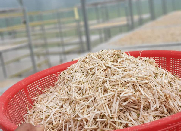 Đặc sản lạ Sóc Trăng: Loại trà không làm từ cây chè, giá 1 triệu 1kg
